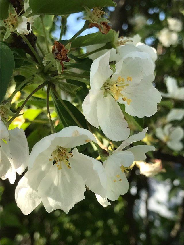 Tree blossoms white.jpeg