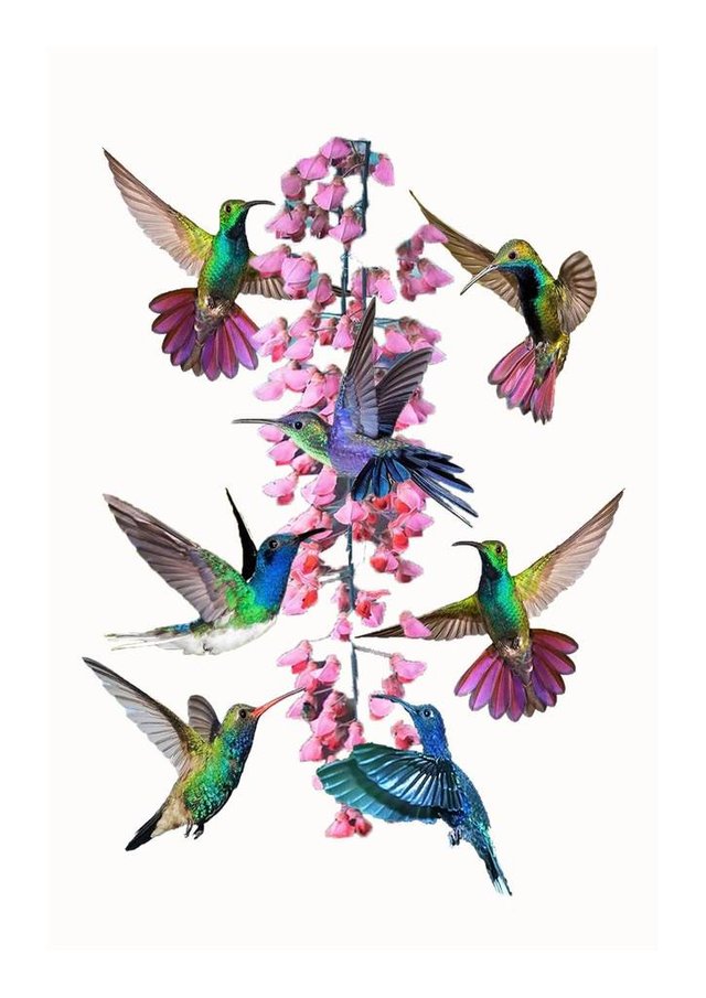 Humming_birds_Flowers_small_1024x1024.jpg