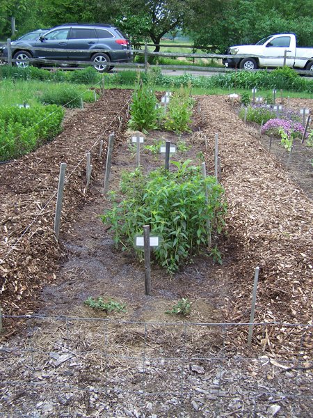 New Herb garden - Row 3 planted2 crop May 2019.jpg