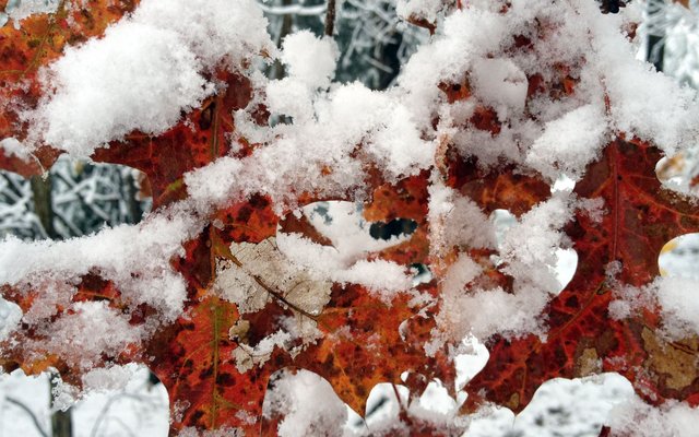 254147-winter-leaves-leaves-trees-snow-photography-nature.jpg