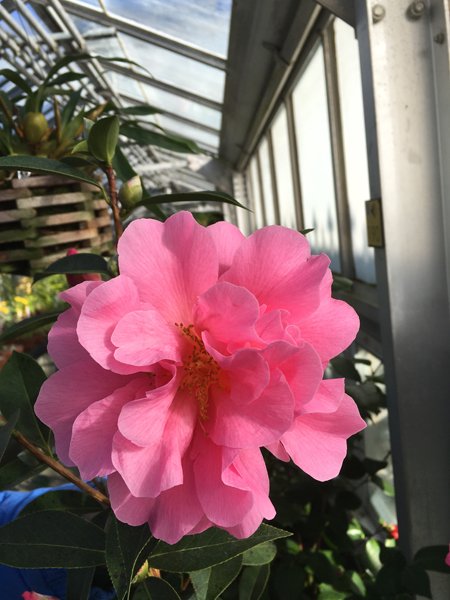 Smith Greenhouses - camillia7  frilly pink crop January 2020.jpg