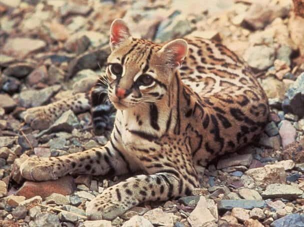 ocelote-venezuela-01.jpg