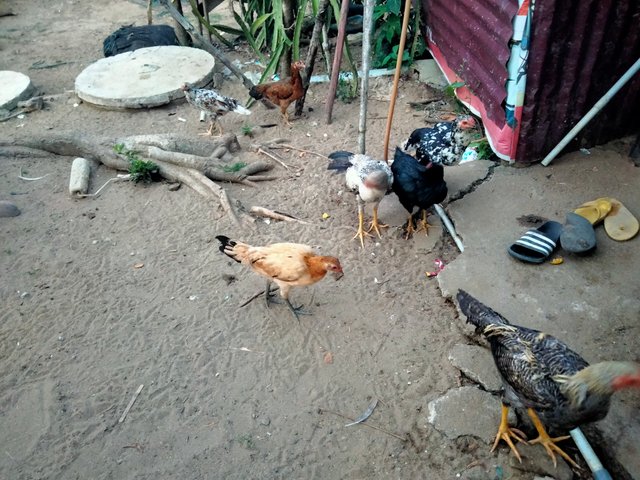 IMG20250804184853.jpg