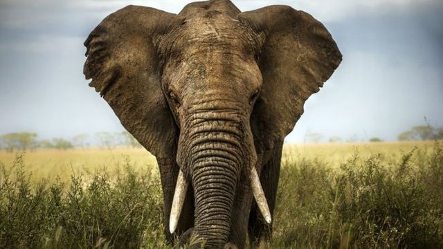 _102952734_elefante.jpg