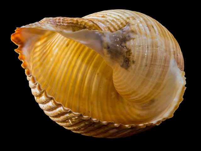 shell-238977.jpg