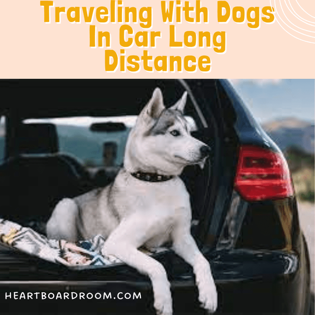 Traveling-With-Dogs-In-Car-Long-Distance-1.webp