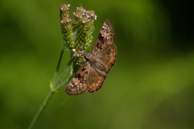 butterfly 2-2.jpg