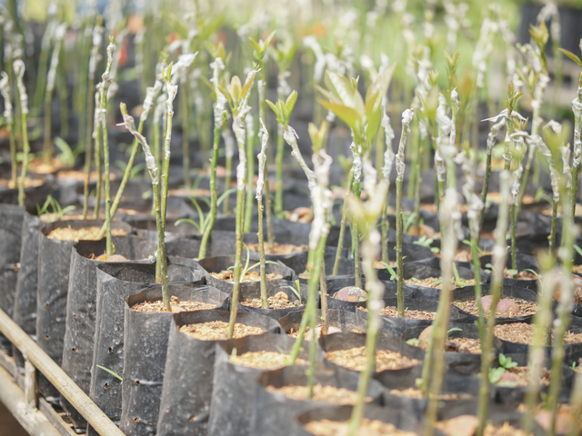 Grafting of trees (1).png