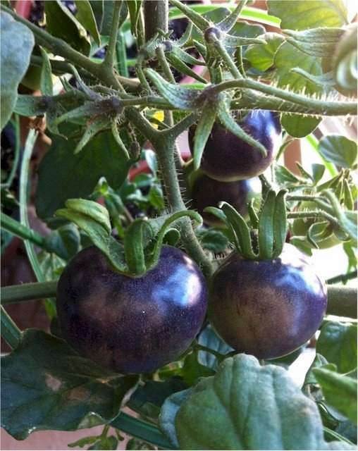 semilla-de-tomate-azul-10-uds~309038.jpg