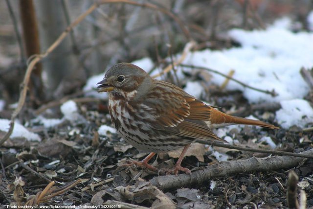 RussetBirdInWinter-001-110418.jpg