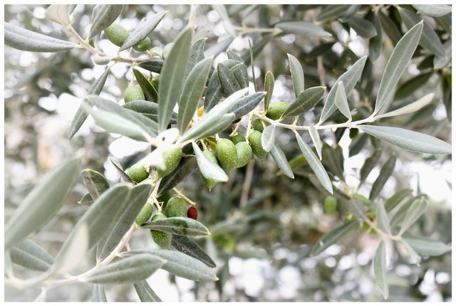 olives-401839_1920.jpg