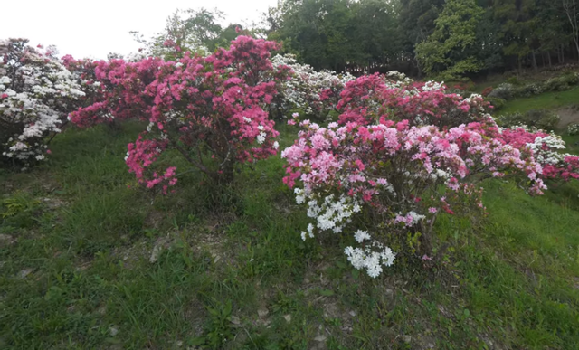 2rhododendron.png