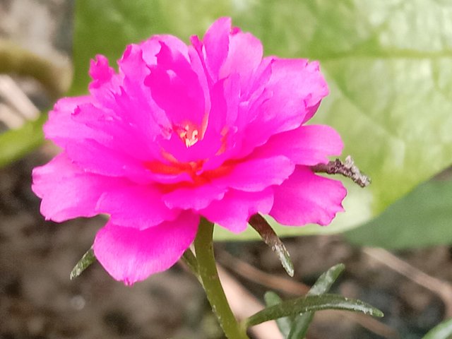 IMG_20250908_060939.jpg
