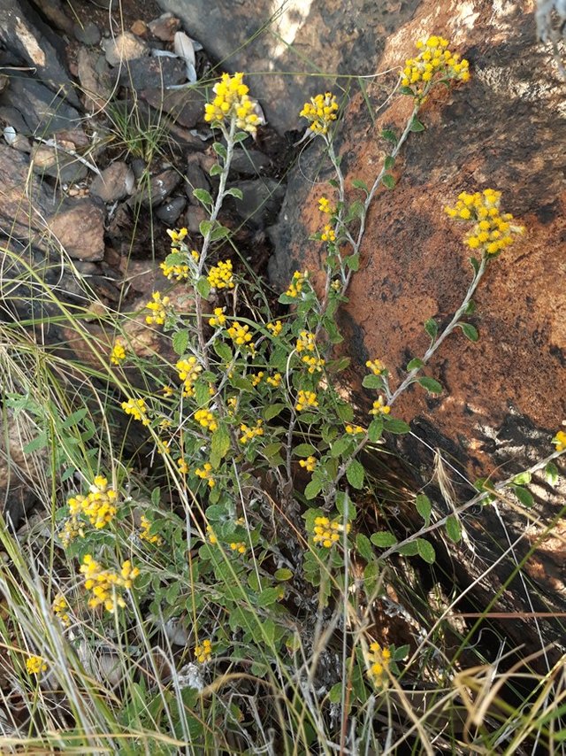 helichrysum2.jpg