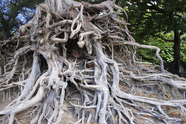 root-276435_1280.jpg