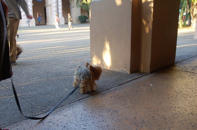 peppers_balboaPARK.jpg