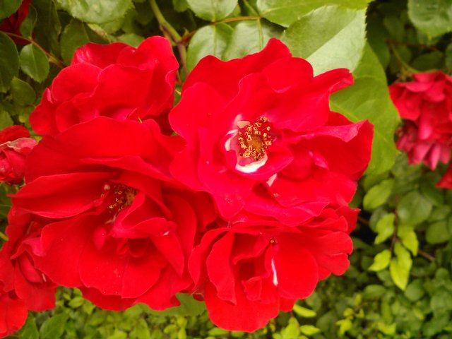 Flower Photography Knock-out Red Rose Quad Flower May 28 2017.jpg