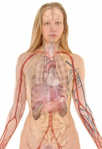 anatomy-254120__480.webp