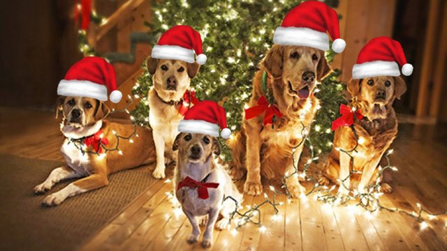 dogs_christmas.jpg