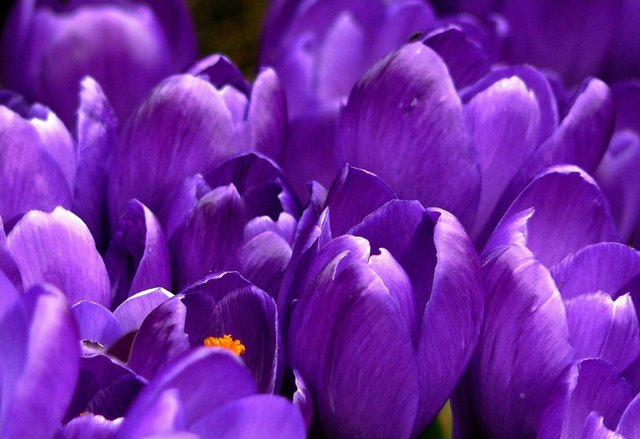 crocus-flower-spring-purple-59992.jpeg