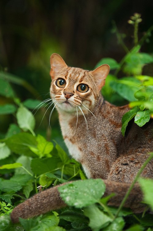 Rusty-spotted-cat-061 1.jpg