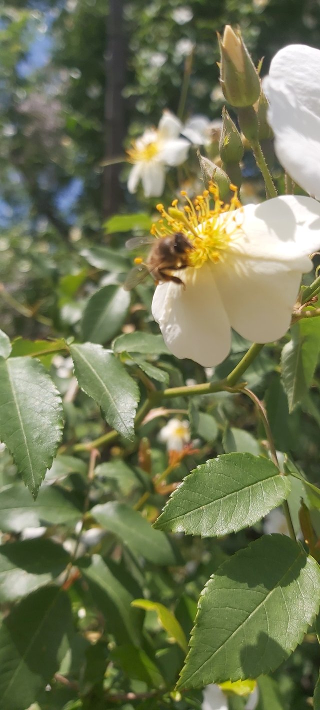 Insect Pollination (1).jpg