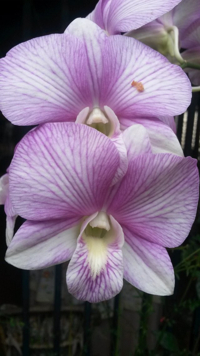 phalaenopsis.JPG