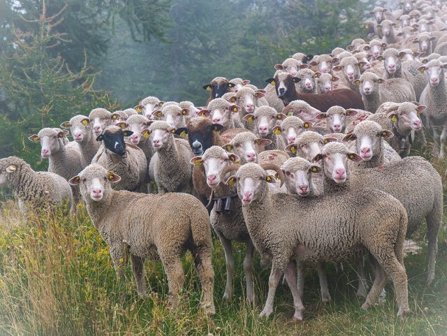 sheep-7286385_1280.jpg
