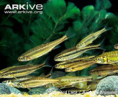 Shoal-of-minnows.jpg