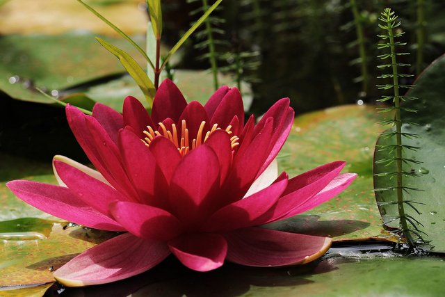 water-lily-3478924_1920.jpg