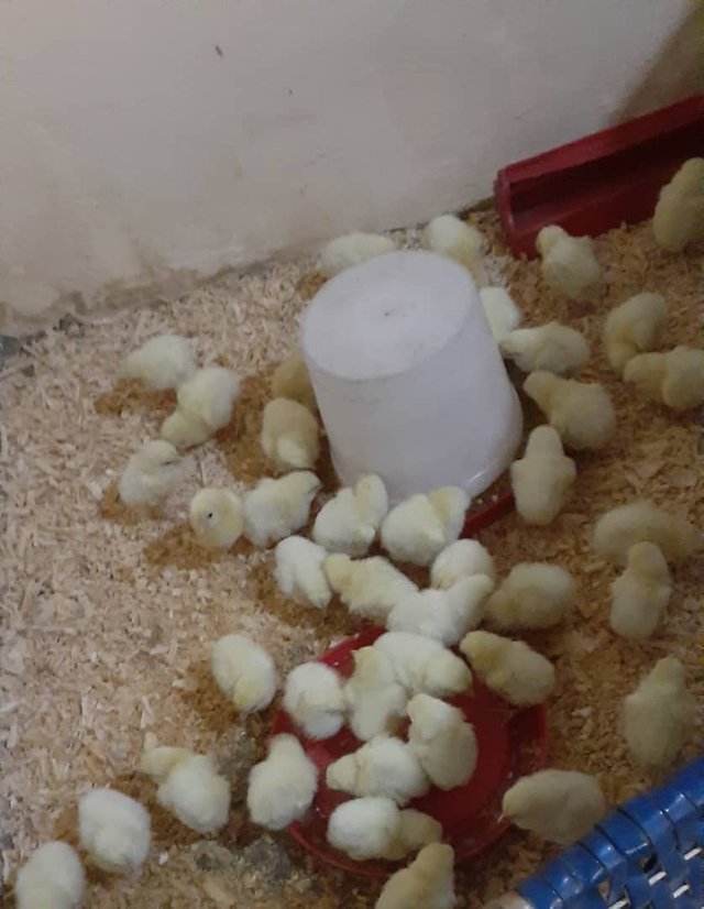 pollos primera semana.jpg