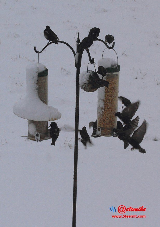 European Starlings PFW10_0337.JPG