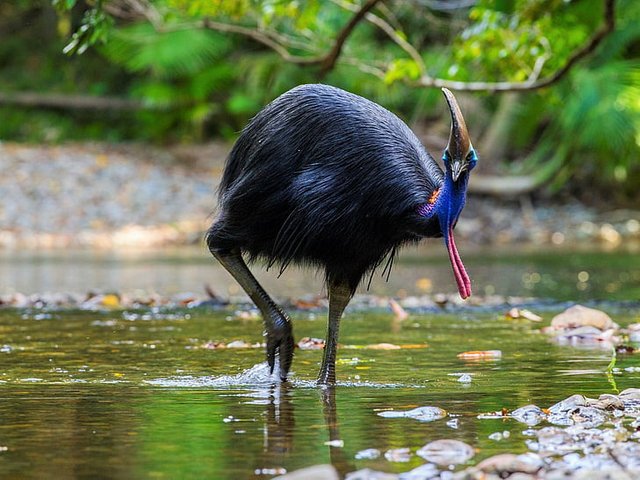 birds-cassowary-animal-bird-wallpaper-preview.jpg