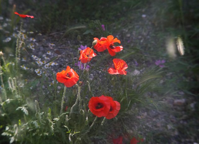 DSC07554.jpg
