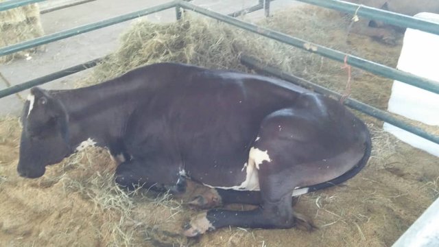 Hembra F1 (BramanhxHolstein