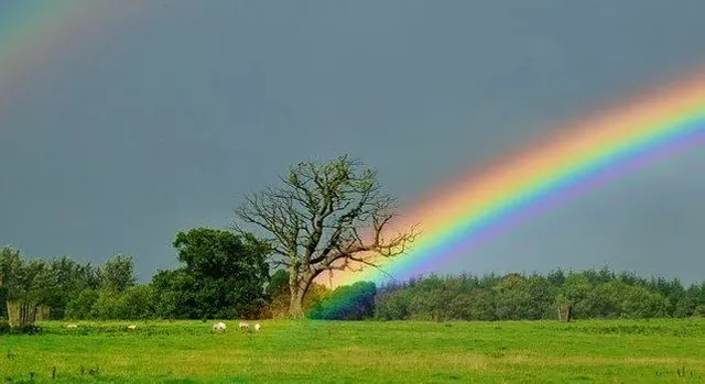 rainbow.webp