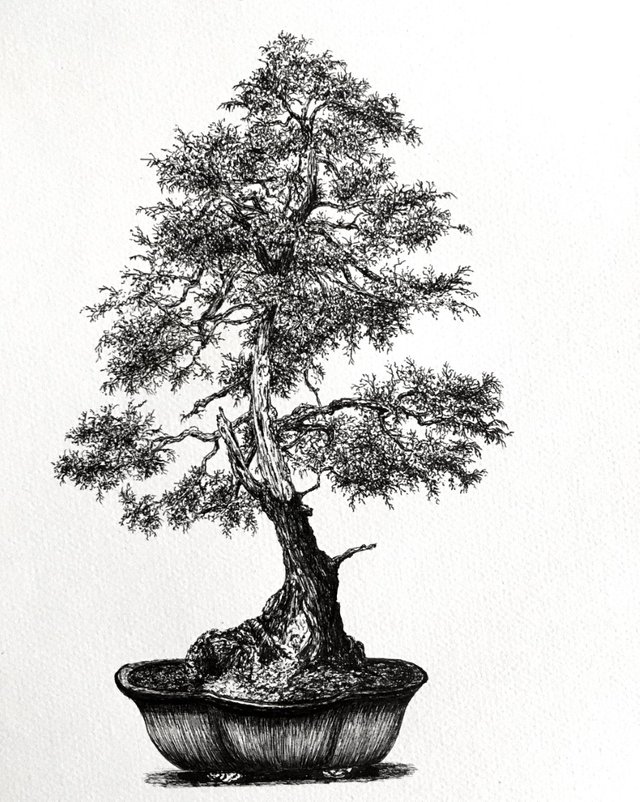 bonsai-pen-drawing.jpg