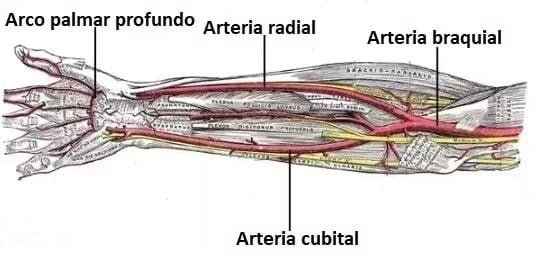 arteria-radial-1.jpg