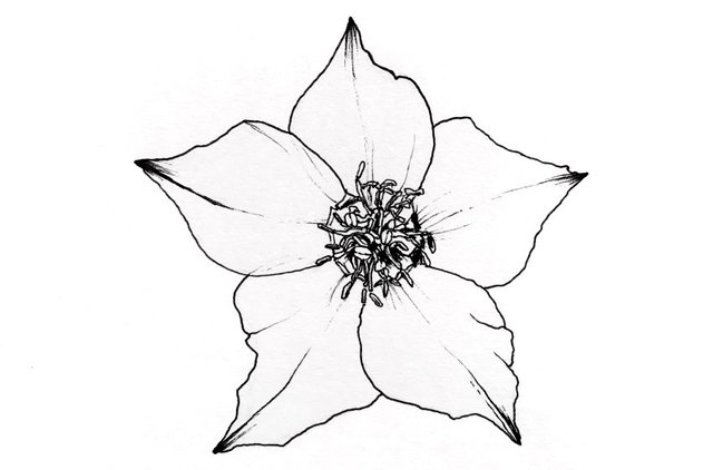 hellebore-flower-pen-drawing.jpg