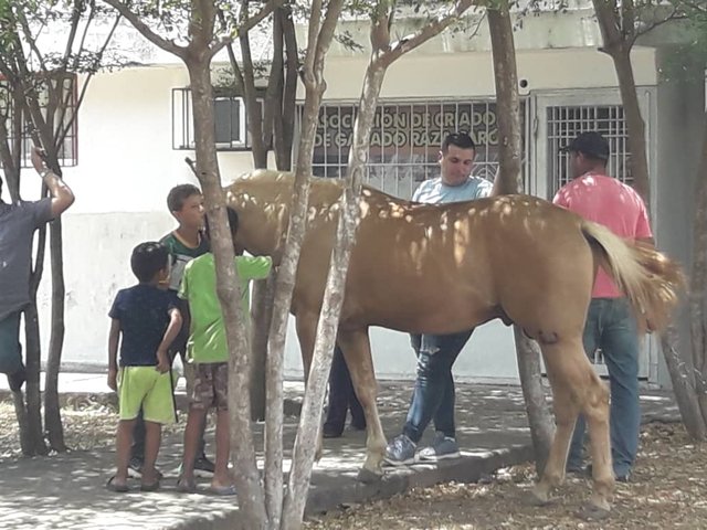 caballo 1.jpg