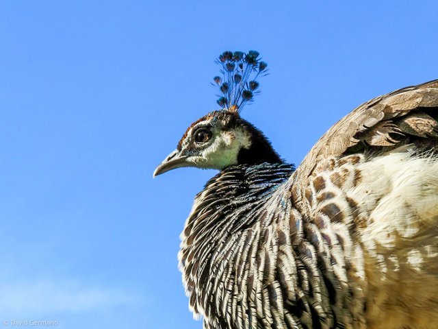 Pavão fêmea.jpg