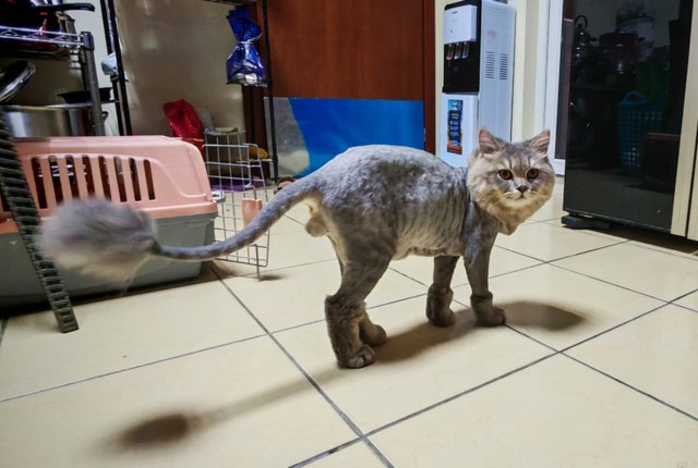 greyo-cat-.jpg