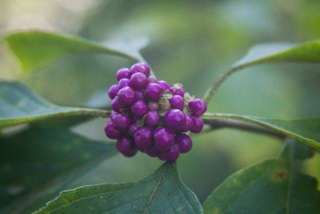 Purple Berries-0980.jpg