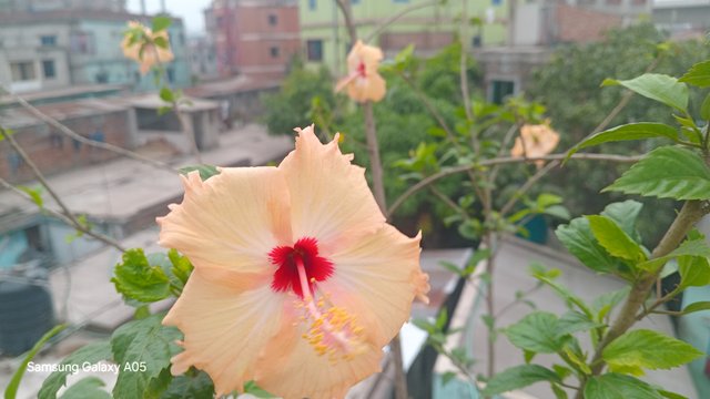 20250421_071349.jpg