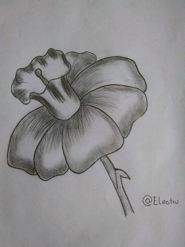 Dibujo de una flor a lapiz — Steemit
