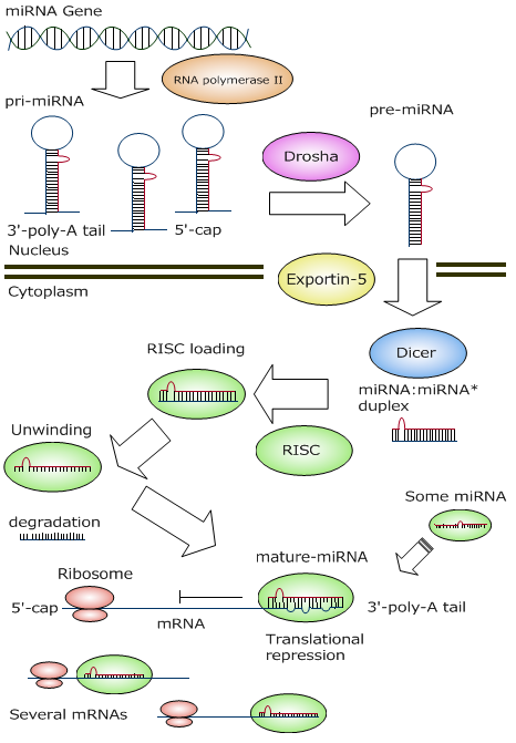 The_model_for_the_biogenesis_and_translational_represion_of_microRNAs.png