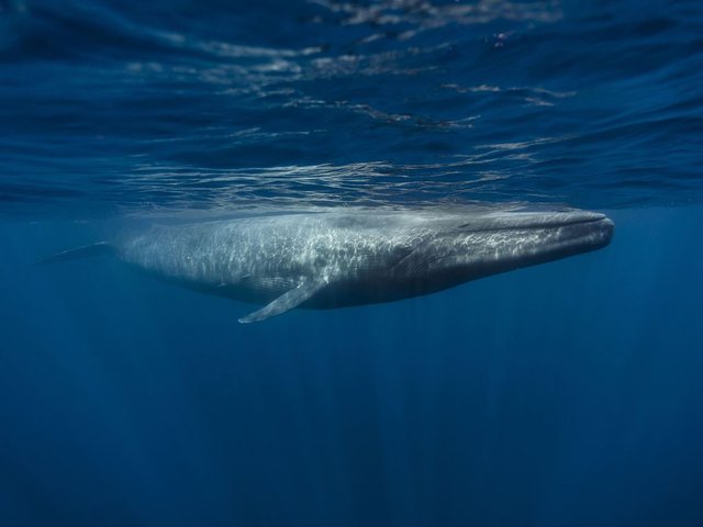 Blue Whale.jpg