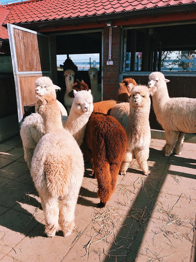 alpaca.jpeg