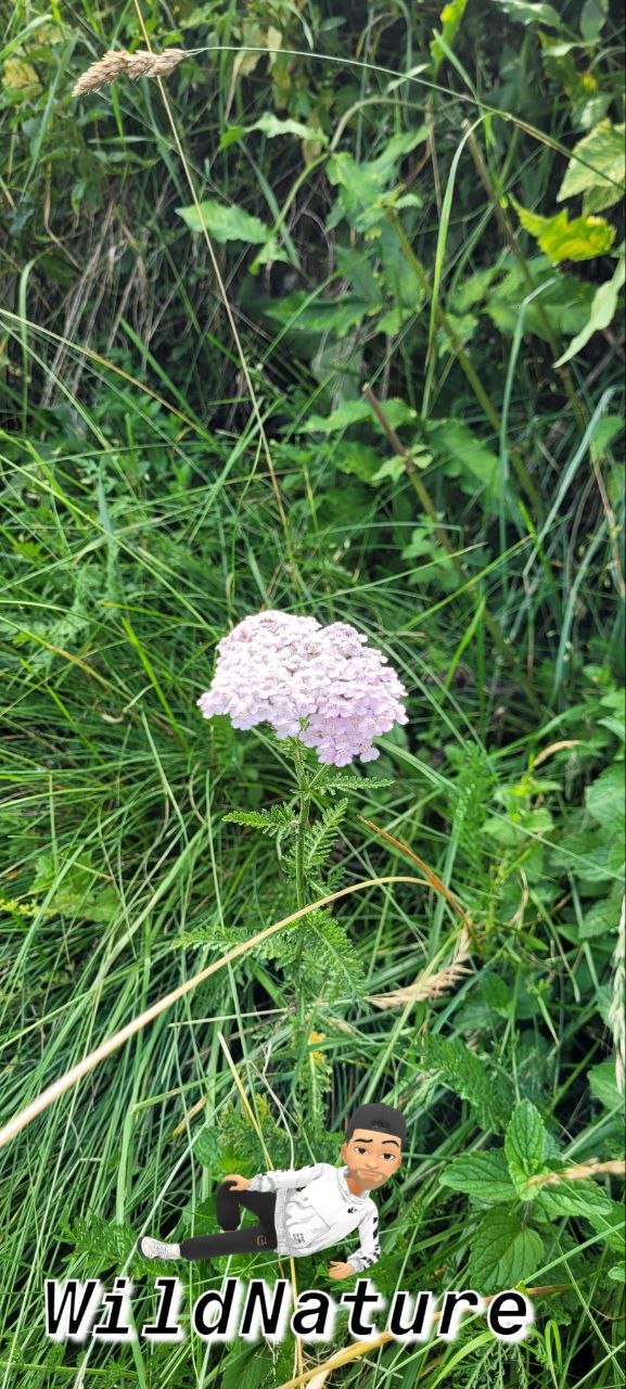 Achillea millefoglie.jpg