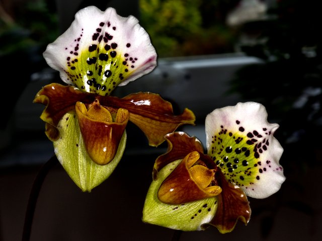 sab orchid 1.JPG